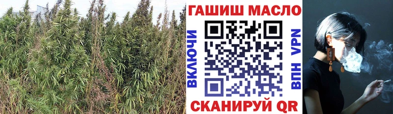 ТГК концентрат  Купить закладки  Светлогорск 